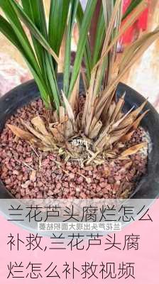 兰花芦头腐烂怎么补救,兰花芦头腐烂怎么补救视频