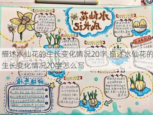 描述水仙花的生长变化情况20字,描述水仙花的生长变化情况20字怎么写