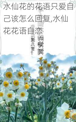 水仙花的花语只爱自己该怎么回复,水仙花花语自恋