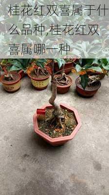 桂花红双喜属于什么品种,桂花红双喜属哪一种