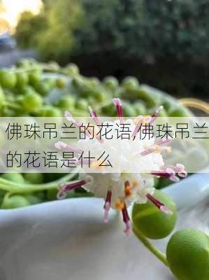 佛珠吊兰的花语,佛珠吊兰的花语是什么