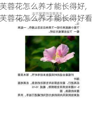 芙蓉花怎么养才能长得好,芙蓉花怎么养才能长得好看