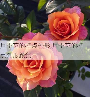 月季花的特点外形,月季花的特点外形颜色