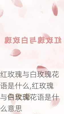 红玫瑰与白玫瑰花语是什么,红玫瑰与白玫瑰花语是什么意思