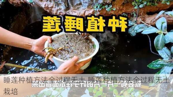 睡莲种植方法全过程无土,睡莲种植方法全过程无土栽培