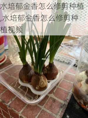 水培郁金香怎么修剪种植,水培郁金香怎么修剪种植视频