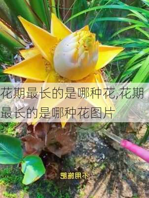 花期最长的是哪种花,花期最长的是哪种花图片