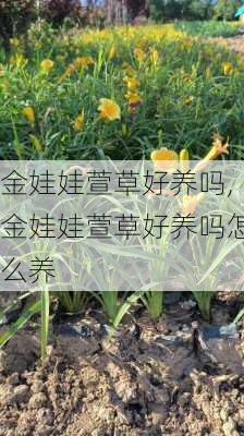 金娃娃萱草好养吗,金娃娃萱草好养吗怎么养