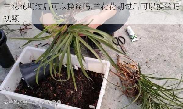 兰花花期过后可以换盆吗,兰花花期过后可以换盆吗视频