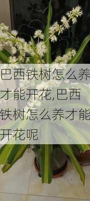 巴西铁树怎么养才能开花,巴西铁树怎么养才能开花呢