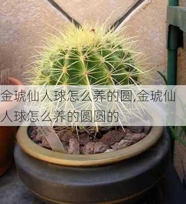 金琥仙人球怎么养的圆,金琥仙人球怎么养的圆圆的