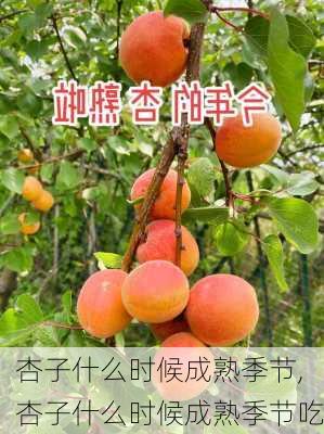 杏子什么时候成熟季节,杏子什么时候成熟季节吃