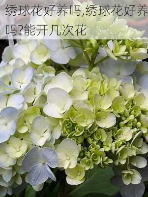 绣球花好养吗,绣球花好养吗?能开几次花