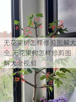 无花果树怎样修剪图解大全,无花果树怎样修剪图解大全视频