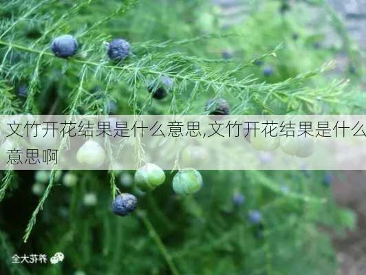 文竹开花结果是什么意思,文竹开花结果是什么意思啊