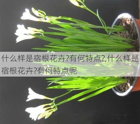 什么样是宿根花卉?有何特点?,什么样是宿根花卉?有何特点呢