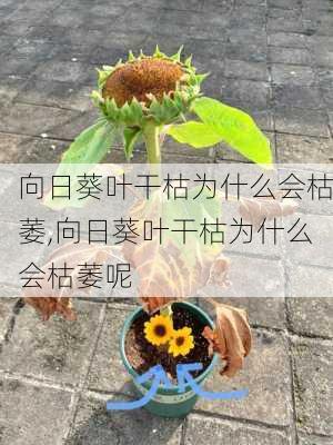 向日葵叶干枯为什么会枯萎,向日葵叶干枯为什么会枯萎呢