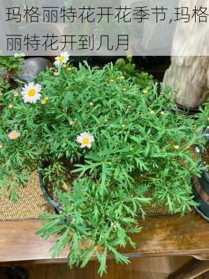 玛格丽特花开花季节,玛格丽特花开到几月