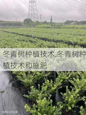 冬青树种植技术,冬青树种植技术和施肥