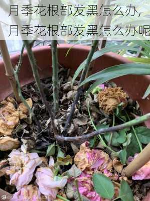 月季花根部发黑怎么办,月季花根部发黑怎么办呢