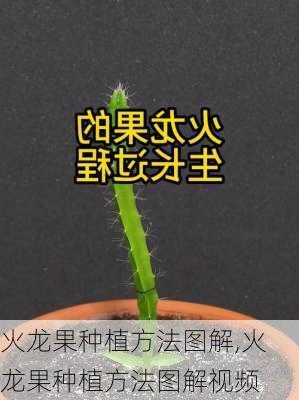 火龙果种植方法图解,火龙果种植方法图解视频