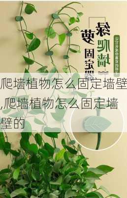 爬墙植物怎么固定墙壁,爬墙植物怎么固定墙壁的