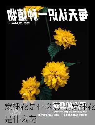 棠棣花是什么意思,棠棣花是什么花