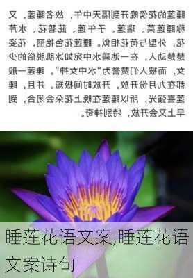 睡莲花语文案,睡莲花语文案诗句