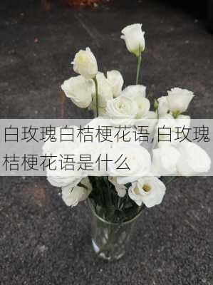 白玫瑰白桔梗花语,白玫瑰桔梗花语是什么