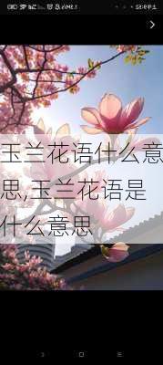 玉兰花语什么意思,玉兰花语是什么意思