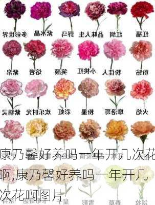 康乃馨好养吗一年开几次花啊,康乃馨好养吗一年开几次花啊图片