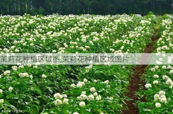 茉莉花种植区域图,茉莉花种植区域图片