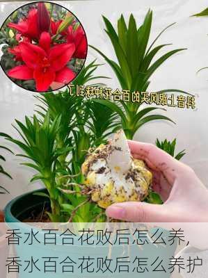 香水百合花败后怎么养,香水百合花败后怎么养护