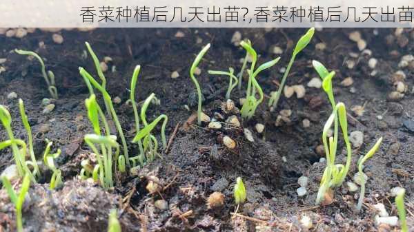 香菜种植后几天出苗?,香菜种植后几天出苗