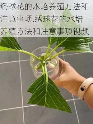 绣球花的水培养殖方法和注意事项,绣球花的水培养殖方法和注意事项视频