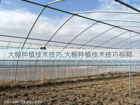 大棚种植技术技巧,大棚种植技术技巧视频