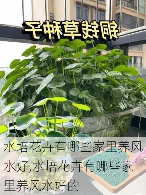 水培花卉有哪些家里养风水好,水培花卉有哪些家里养风水好的