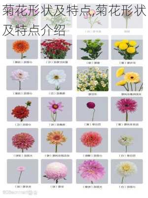 菊花形状及特点,菊花形状及特点介绍