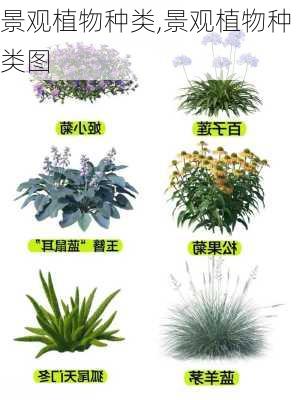 景观植物种类,景观植物种类图