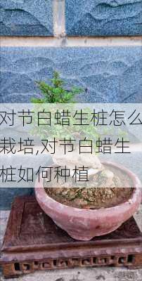 对节白蜡生桩怎么栽培,对节白蜡生桩如何种植