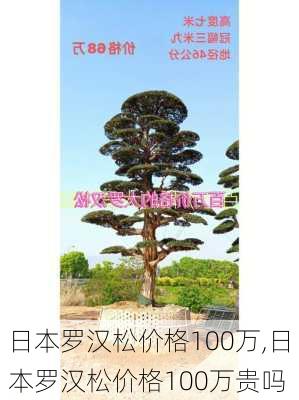 日本罗汉松价格100万,日本罗汉松价格100万贵吗