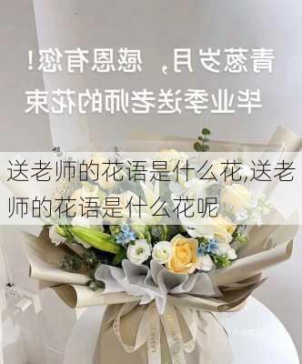 送老师的花语是什么花,送老师的花语是什么花呢