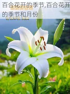 百合花开的季节,百合花开的季节和月份