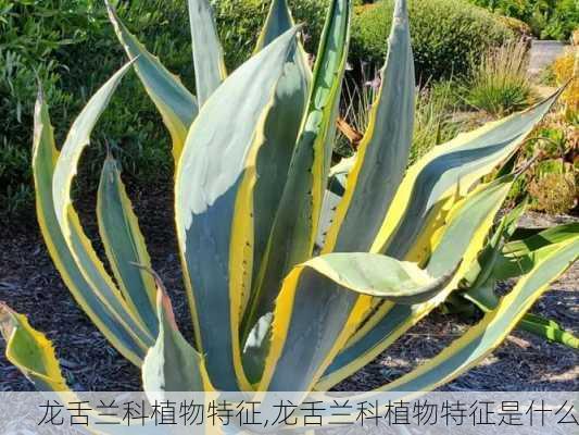 龙舌兰科植物特征,龙舌兰科植物特征是什么