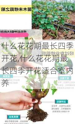 什么花花期最长四季开花,什么花花期最长四季开花适合室内养