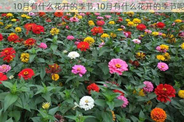 10月有什么花开的季节,10月有什么花开的季节呢