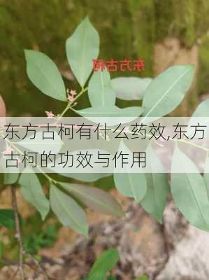 东方古柯有什么药效,东方古柯的功效与作用