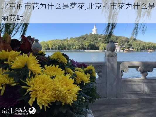 北京的市花为什么是菊花,北京的市花为什么是菊花呢