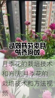 月季花的栽培技术和方法,月季花的栽培技术和方法视频