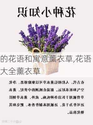 的花语和寓意薰衣草,花语大全薰衣草